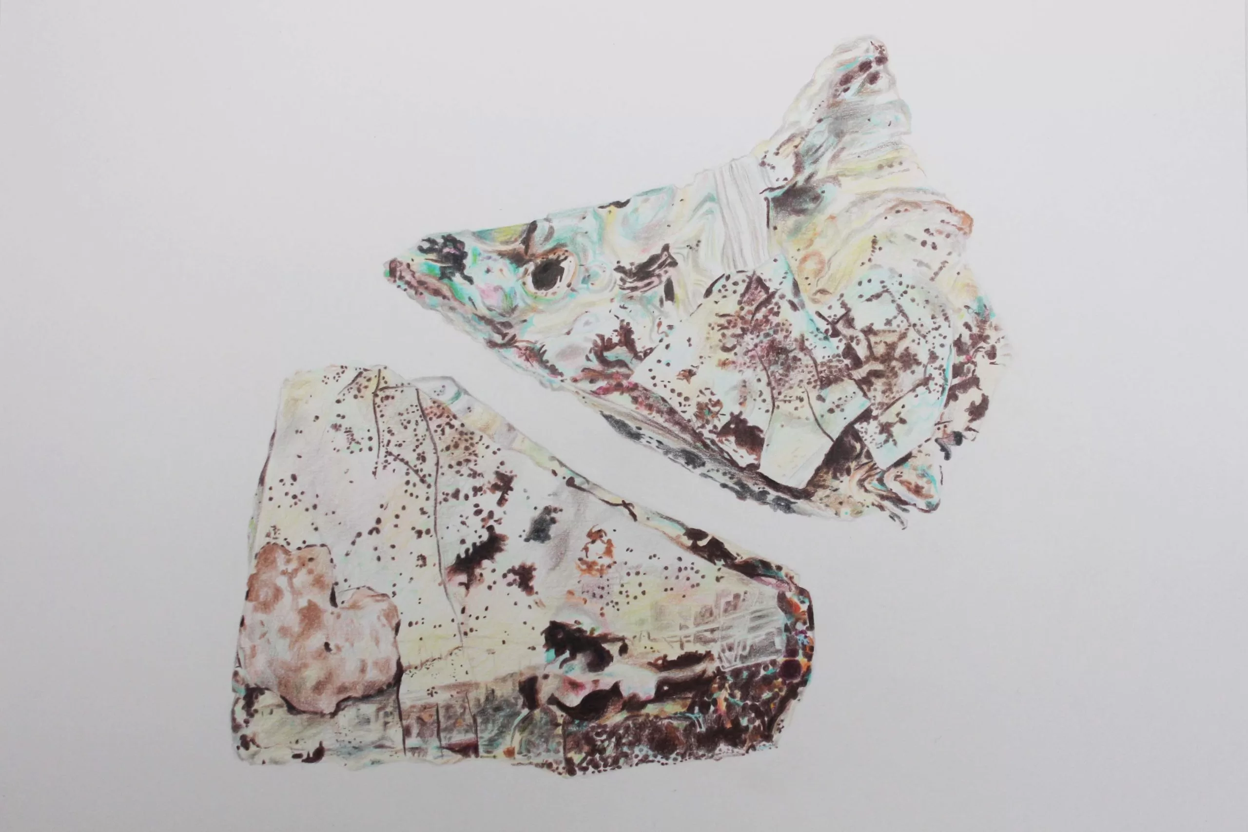 Two Fragments coloured pencil drawing by Abi Spendlove